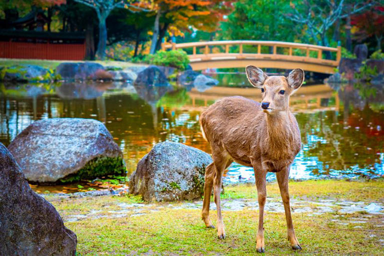 易遊網關西5日團體行程一趟暢遊京都、大阪、奈良，每人含稅25,600元起。（圖／業者提供）