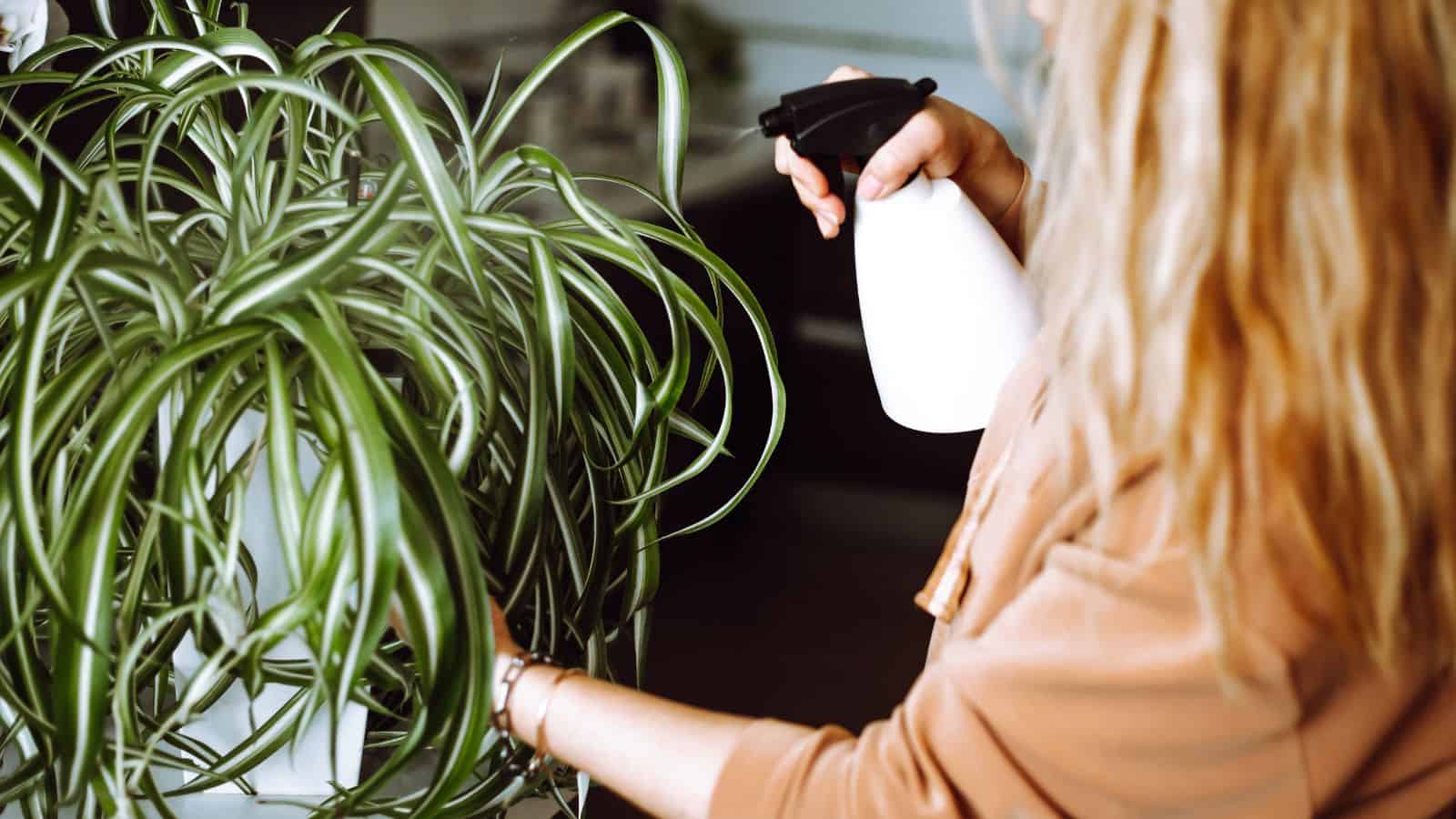 <p>Houseplants are great additions to a space, but the pests they attract are not. Dawn dish soap can be a deterrent for those annoying pests that plague your healthy houseplants. Mix a few drops of Dawn dish soap into a spray bottle of water and apply directly to the leaves. Voila, no more pesky pests!</p>