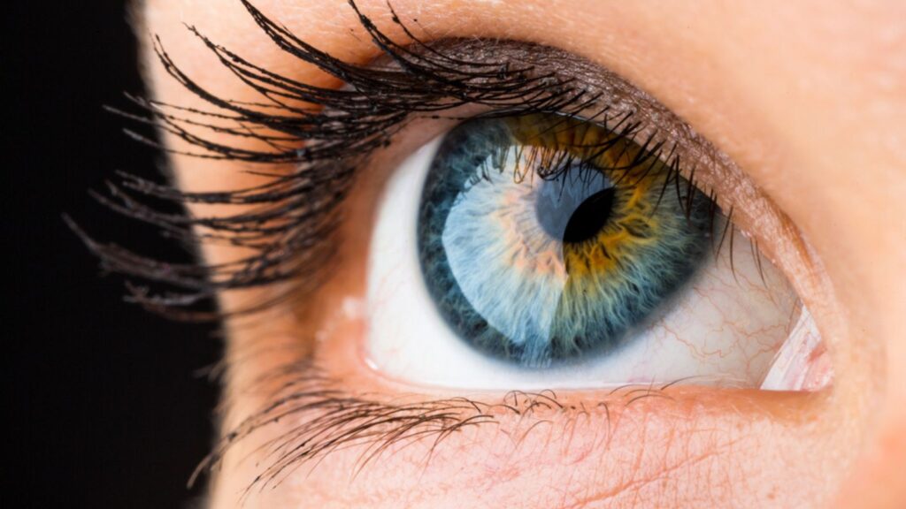 <p>The only part of the human body with no blood supply is the cornea, which gets oxygen directly through the air. This ‘super-human’ ability is also why the cornea is the fastest healing tissue, being able to heal from abrasions within 24-36 hours. </p>
