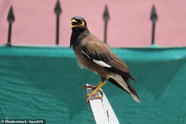 how a bizarre plan to stop birds singing on a quiet street dramatically backfired: 'it was ridiculous'
