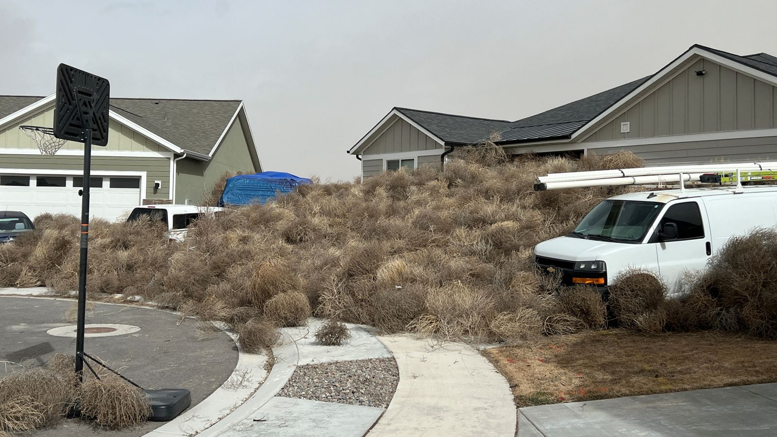 tumbleweed invades streets in utah and nevada