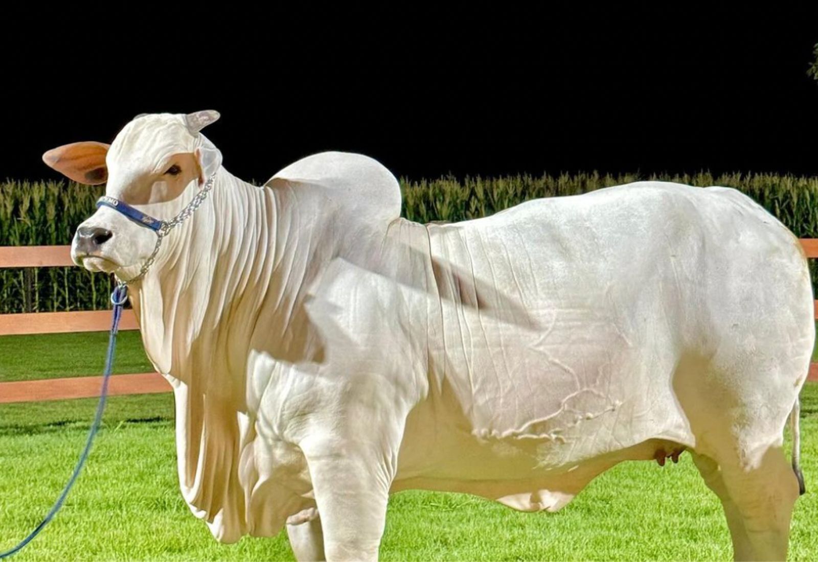 amazon, najdroższa krowa na świecie jest warta fortunę. kwota zwala z nóg