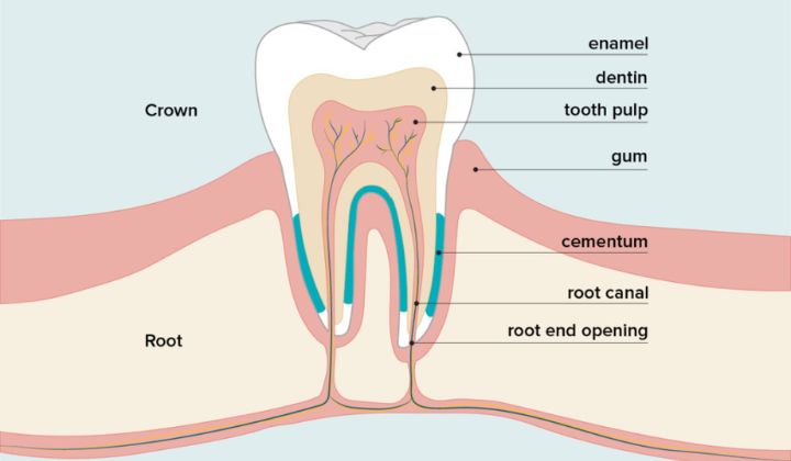 brushing after eating can cause your teeth to erode