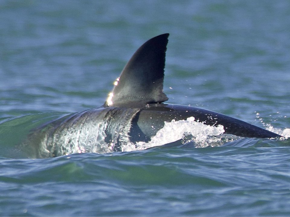 Moment lone killer whale eats great white shark in never-before-seen attack