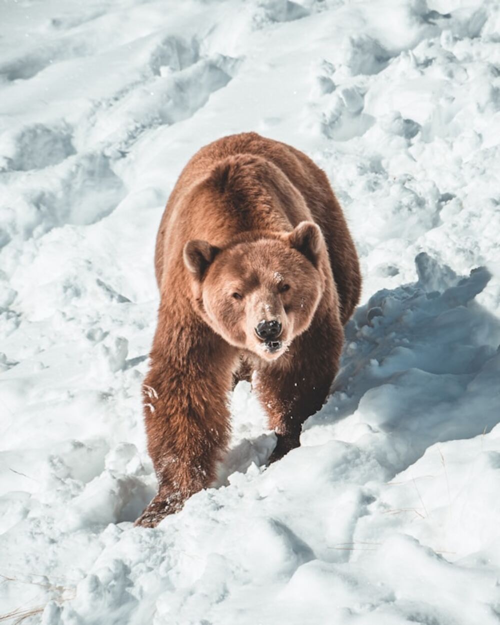 un boxeur russe, complètement fou, se bat dans la neige avec un ours! (video)
