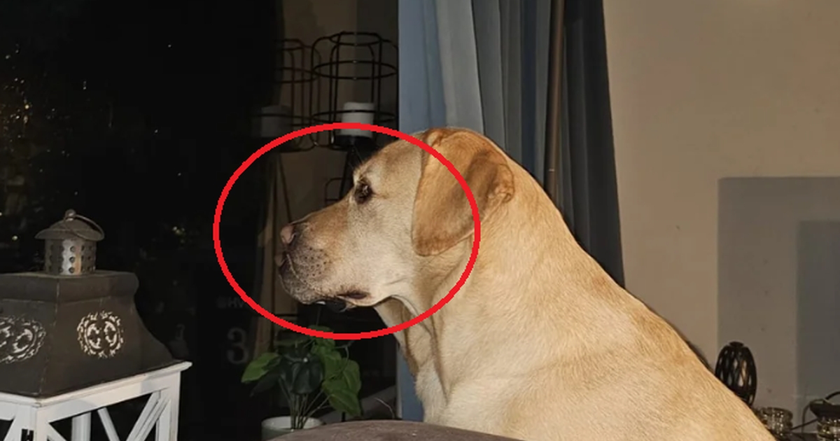 den ene hund på billedet er nem at spotte: kun de skarpeste øjne kan finde den anden