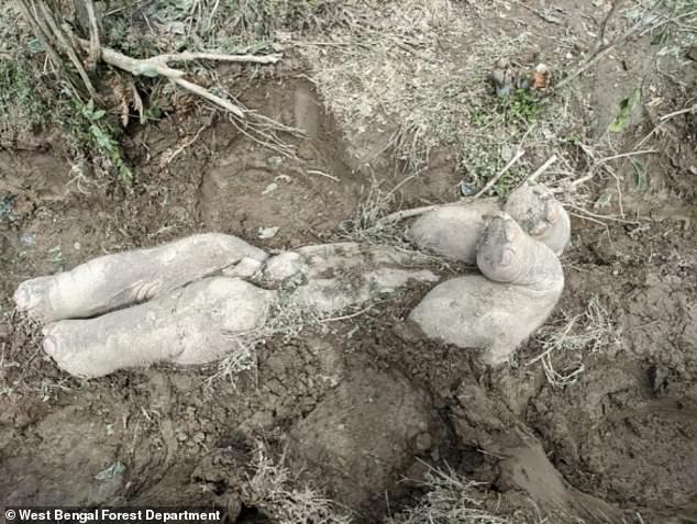 We'll never forget you: Harrowing photos reveal how elephants mourn and