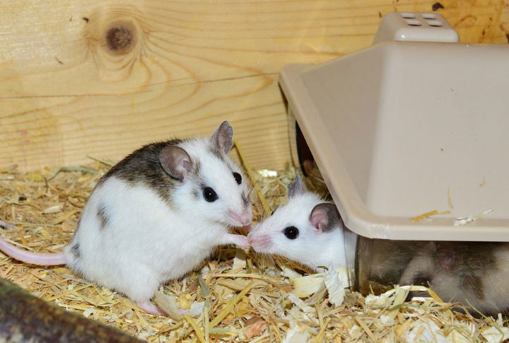 15 Ways To Get Rid Of Mice And Rats