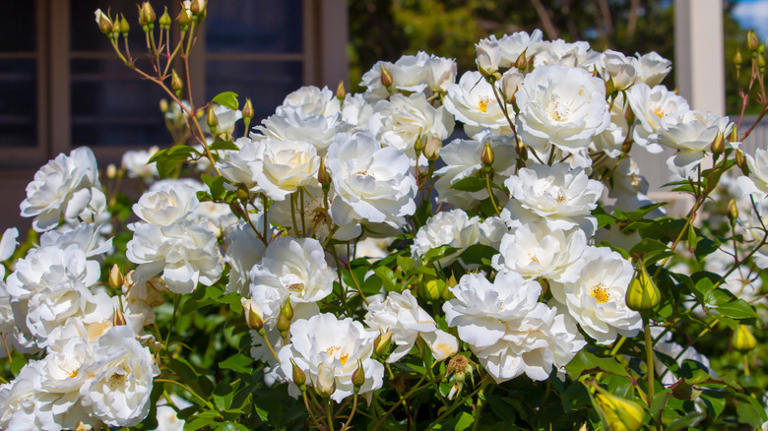 What It Means If The Roses In Your Garden Are Changing Colors