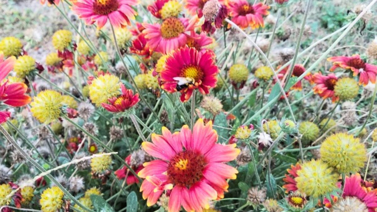 5. Blanket flower ( Gaillardia spp.)