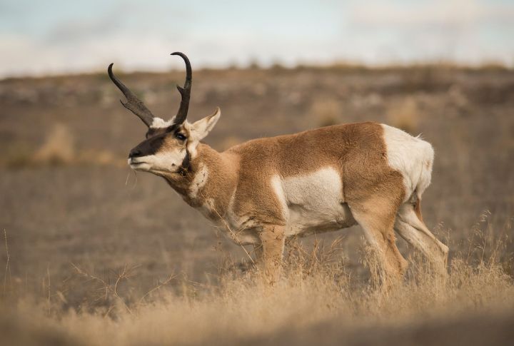 <p>Native to North America, the Pronghorn earns acclaim for its extraordinary speed and stamina. They are elegant mammals resembling antelopes that can achieve velocities of up to 60 miles per hour, establishing themselves as the swiftest land creatures in the Western Hemisphere.</p>