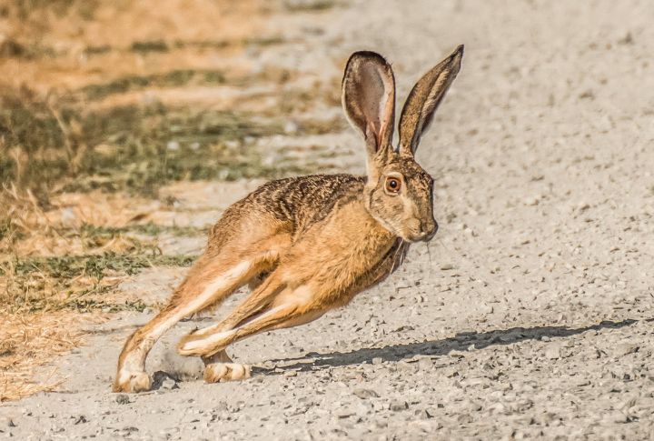 <p>A hare noted for its exceptional speed and dexterity, the Jackrabbit is one of the fastest animals in the desert. Iconic North American mammals can reach up to 40 miles per hour, using their powerful hind legs to prop themselves forward in rapid, bounding leaps.</p> <p>The post <a href="https://housely.com/how-fast-can-they-go-15-animals-with-incredible-speed/">How Fast Can They Go? 15 Animals with Incredible Speed</a> appeared first on <a href="https://housely.com">Housely</a>.</p>