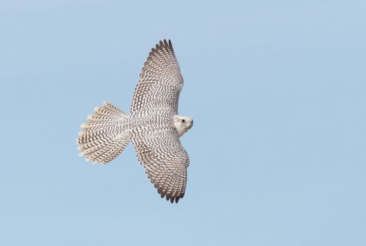 <p>With a wingspan that can exceed four feet and a weight that ranges from two to four pounds, the Gyrfalcon cuts a striking figure against the icy backdrop of its Arctic habitat. it can reach velocities of up to 130 miles per hour (209 kilometers per hour) in pursuit of prey, making it one of the fastest birds in level flight.</p>
