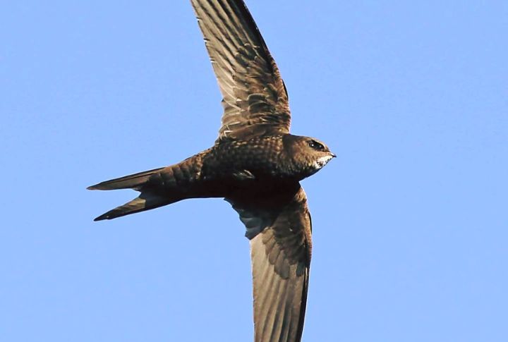 <p>Swifts are masters of the skies, renowned for their incredible aerial agility and velocity. Capable of reaching speeds of up to 69 miles per hour, these small, slender birds are built for flight, with long, narrow wings that allow them to maneuver effortlessly through the air.</p>