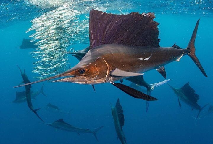 <p>As a result of their incredible speed and agility in the ocean, sailfish emerge as formidable predators of the deep. These sleek and streamlined creatures can achieve a velocity of 68 miles per hour, securing their title as the fastest fish in the ocean.</p>