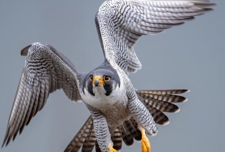 <p>With their awe-inspiring aerial acrobatics, Peregrine Falcons claim the title of the fastest animal on Earth. These majestic birds show their unparalleled velocity during daring dives, reaching over 240 miles per hour as they plummet from the heavens.</p>
