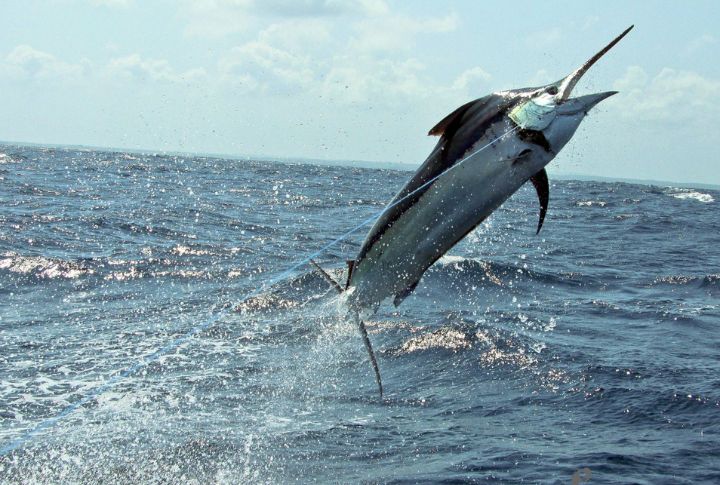 <p>Speed becomes paramount for survival in the ocean, and the Black Marlin and Sailfish stand out as adept contenders. The members of the marlin family showcase unparalleled deftness, boasting bursts of momentum that surpass 60 miles per hour.</p>