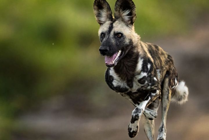 <p>What truly sets the African Wild Dog apart is its remarkable ability to hunt cooperatively in packs, employing sophisticated strategies to pursue and capture prey. Working together with amazing coordination and communication, these dogs can reach speeds of up to 37 miles per hour (60 kilometers per hour) in short bursts.</p>