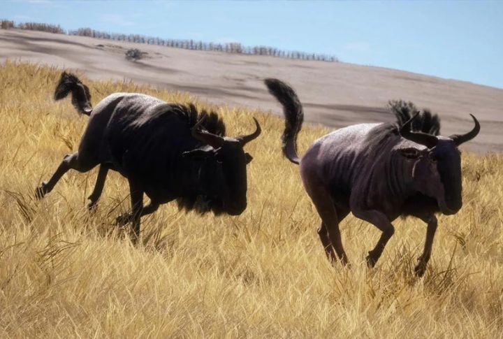 <p>Blue Wildebeests are famous for their speed and endurance, capable of reaching speeds of up to 50 miles per hour (80 kilometers per hour) when galloping across the plains. With their muscular build, shaggy mane, and distinctive curved horns, these majestic animals exhibit impressive agility and strength as they navigate their vast habitats.</p>