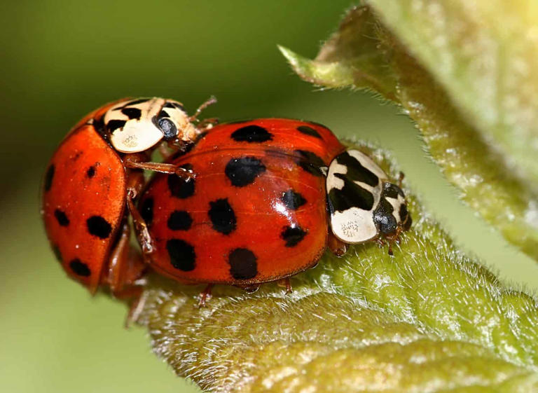 Male vs Female Ladybugs: 4 Key Differences