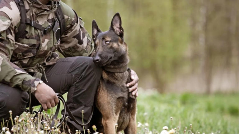 US Army Explosive Ordnance Disposal Teams Train With Military Working Dogs