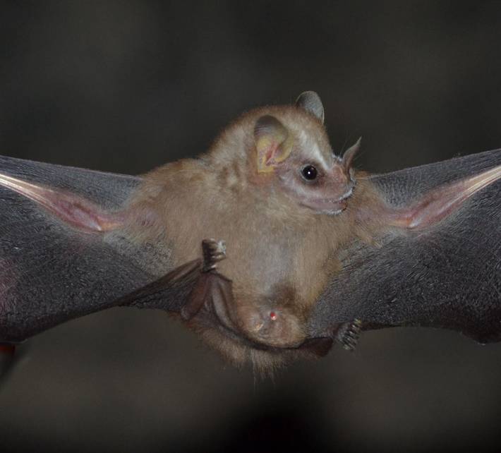 pesquisadores descobrem uma das menores espécies de morcegos frugívoros do mundo; veja