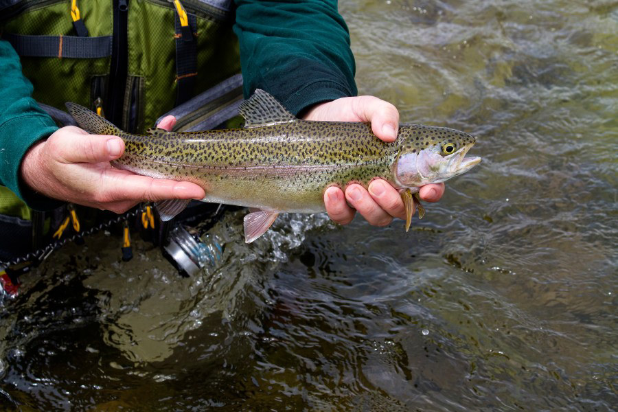 Pennsylvania’s 2024 trout stocking underway; Find out where in your area