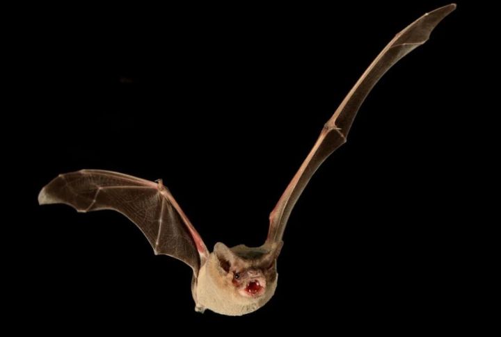 <p>Demonstrating mastery over aerial dexterity and acceleration, the Brazilian Free-Tailed Bat swiftly navigates the night sky in search of insects. Well known for their rapid and acrobatic flight maneuvers, bats exhibit remarkable precision in capturing flying prey.</p>