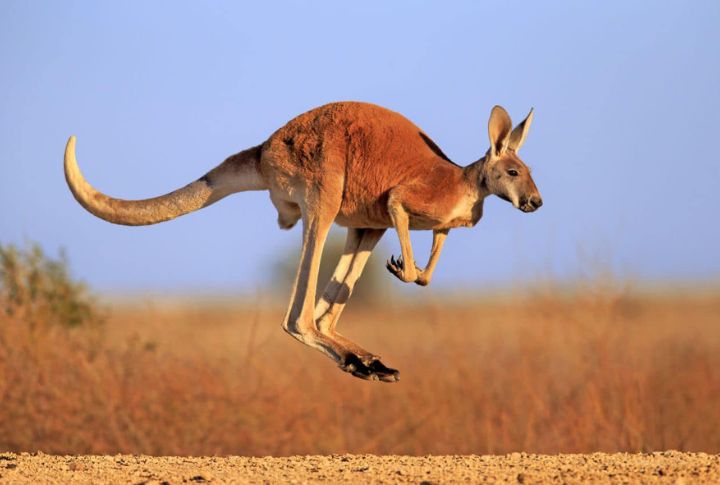 <p>Acknowledged for its swiftness and agility, the Kangaroo is a marsupial recognized as one of the fastest hopping animals on Earth. These iconic Australian creatures can reach up to 44 miles per hour, utilizing their powerful hind legs to prop themselves forward in rapid, bounding leaps.</p>