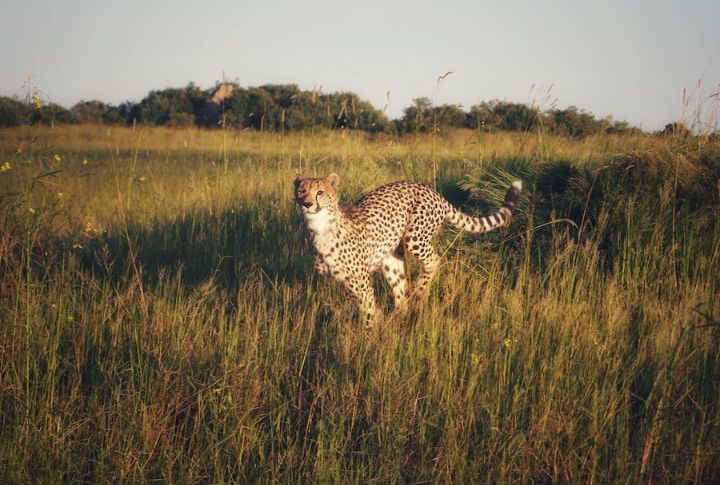 <p>In the vast plains of Africa, the Cheetah reigns supreme as the fastest land mammal, capable of breathtaking bursts of acceleration that leave observers in awe. With its sleek build and powerful muscles, the Cheetah accelerates from 0 to 60 miles per hour in seconds, making it a formidable predator in the savannah.</p>