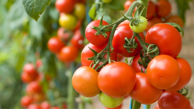 You Should Bury Fish Heads Under Your Tomato Plants