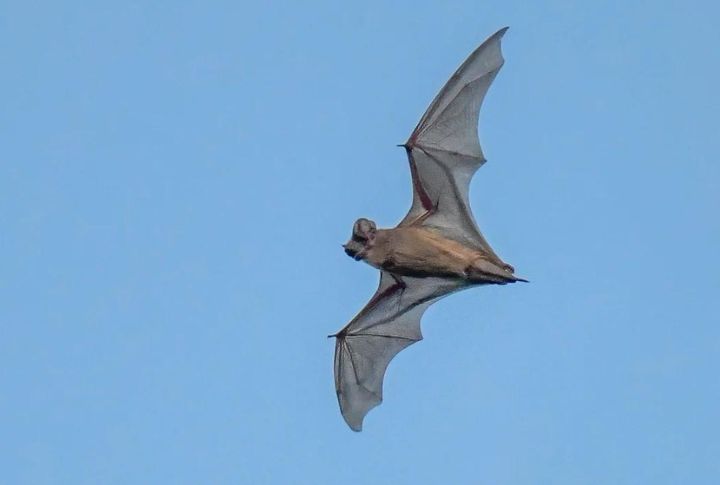 <p>In the realm of nocturnal creatures, few can match the skill and speed of the Mexican free-tailed bat (Tadarida brasiliensis mexicana). Capable of reaching speeds of up to 99 miles per hour (160 kilometers per hour), these bats are among the fastest flyers in the world.</p>