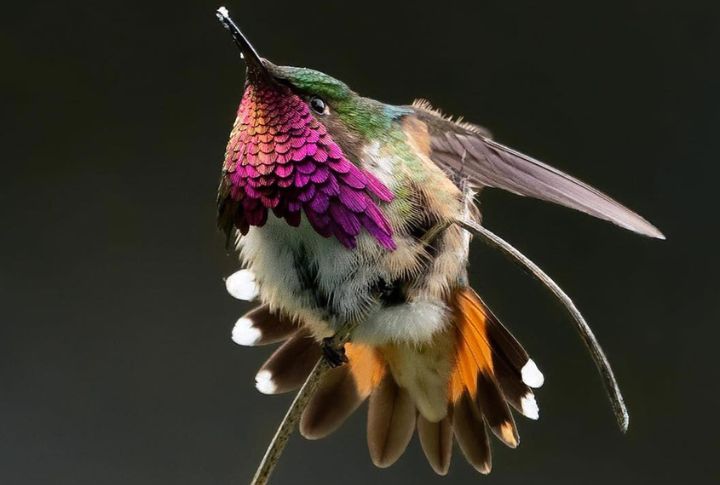 <p>Measuring merely 3 to 4 inches in length and weighing less than a nickel, Anna’s Hummingbird boasts an iridescent emerald-green plumage that shimmers brilliantly in the sunlight.  With wings that beat up to 80 times per second, it can hover effortlessly in mid-air, darting back and forth with tremendous precision.</p>