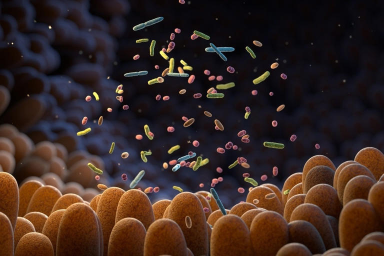 Can The Modulation Of The Gut Microbiome Using A Prebiotic Improve 