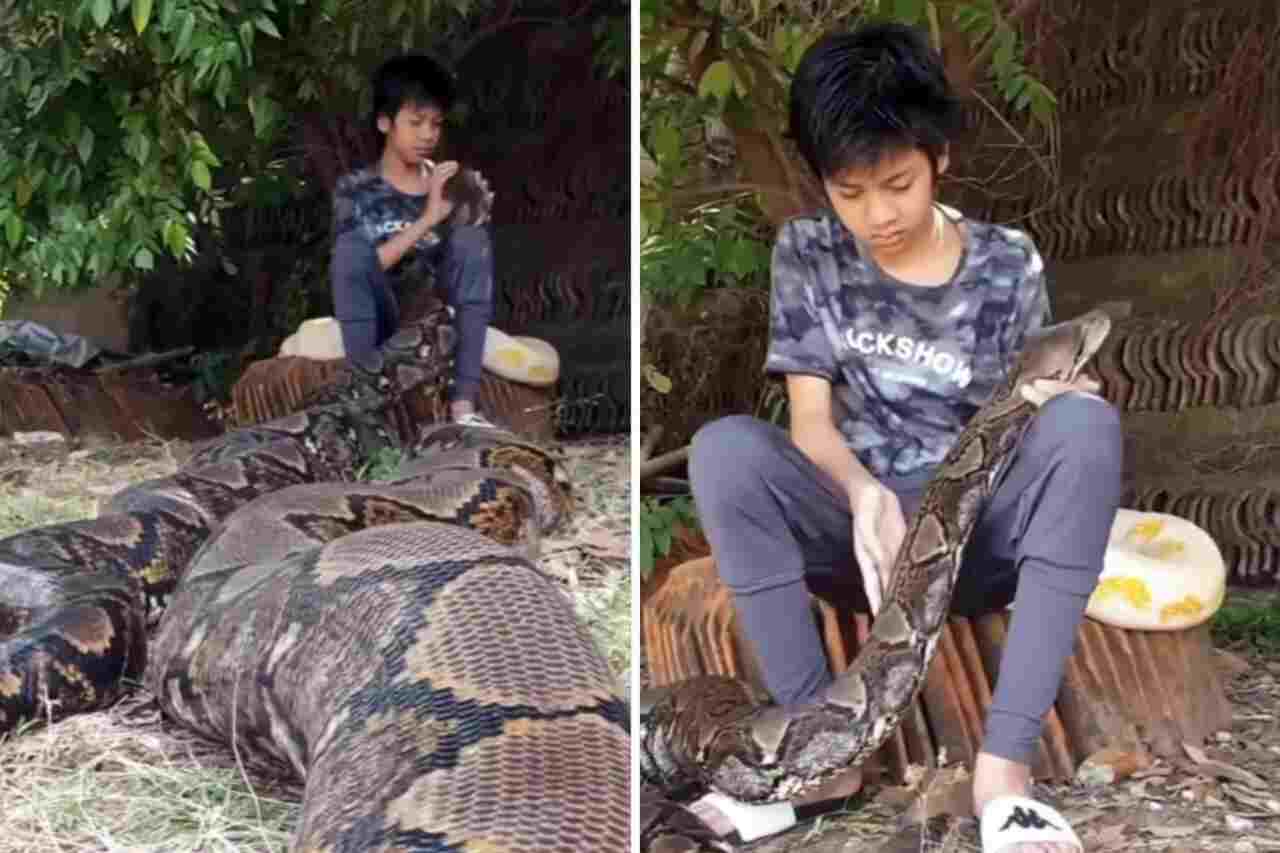 video impressionante: ragazzo tratta due serpenti giganteschi come animali domestici