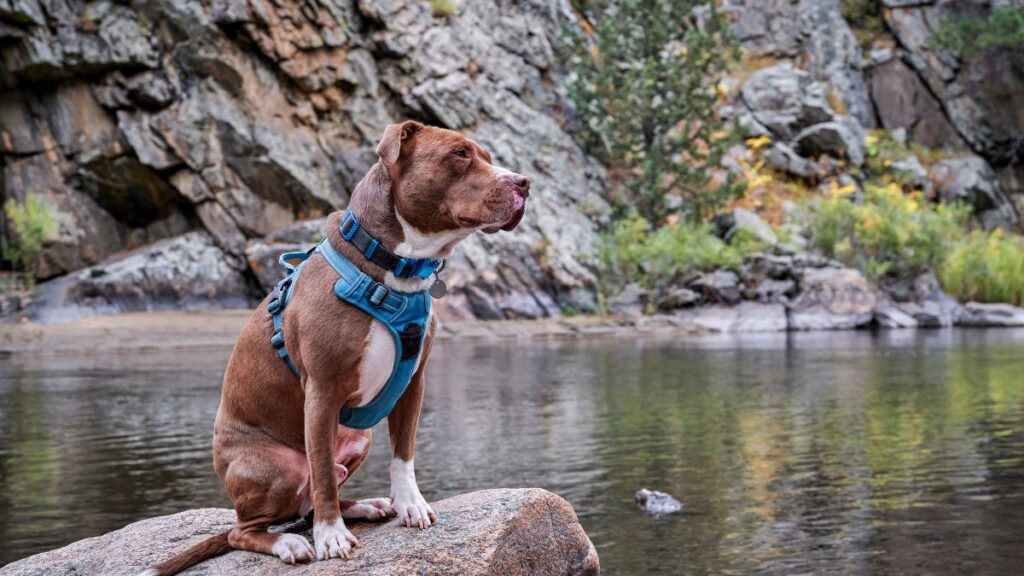 <p>Colorado rounds off the top five with their overall ranking reaping the benefits of the large number of vets in the state. Their rankings across the four categories were as follows:</p><ul> <li>Outdoor recreation: 8</li> <li>Dog-friendly establishments: 8</li> <li>Pet care and welfare professions: 34</li> <li>Climate and environment: 3</li> </ul>