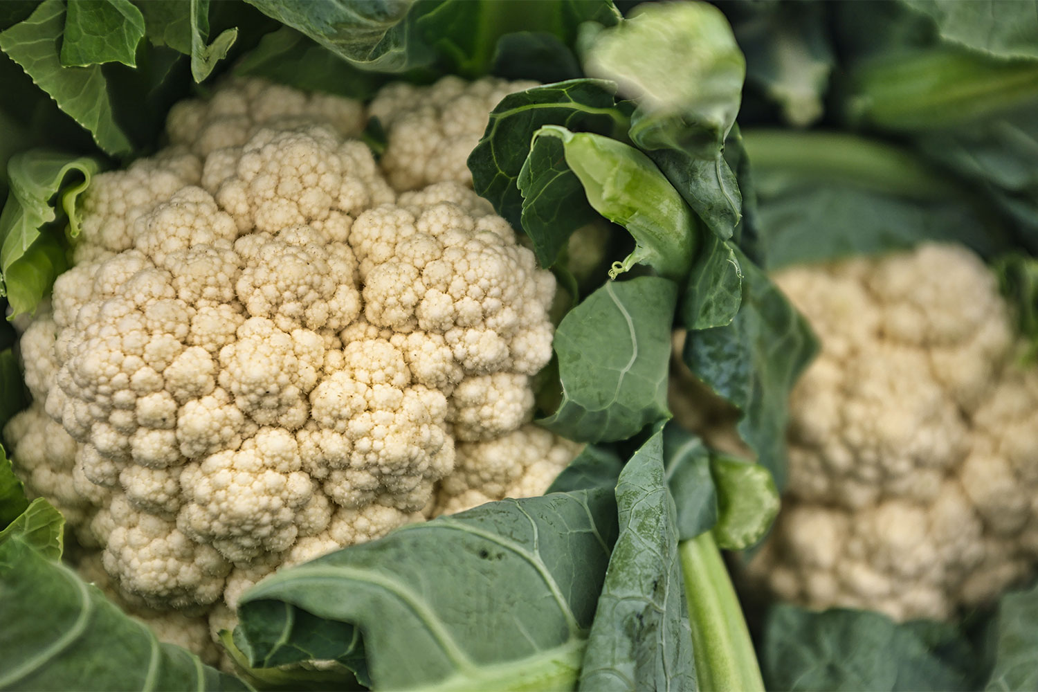 cruciferous vegetables are the secret to a healthy diet — here are 9 you should be eating