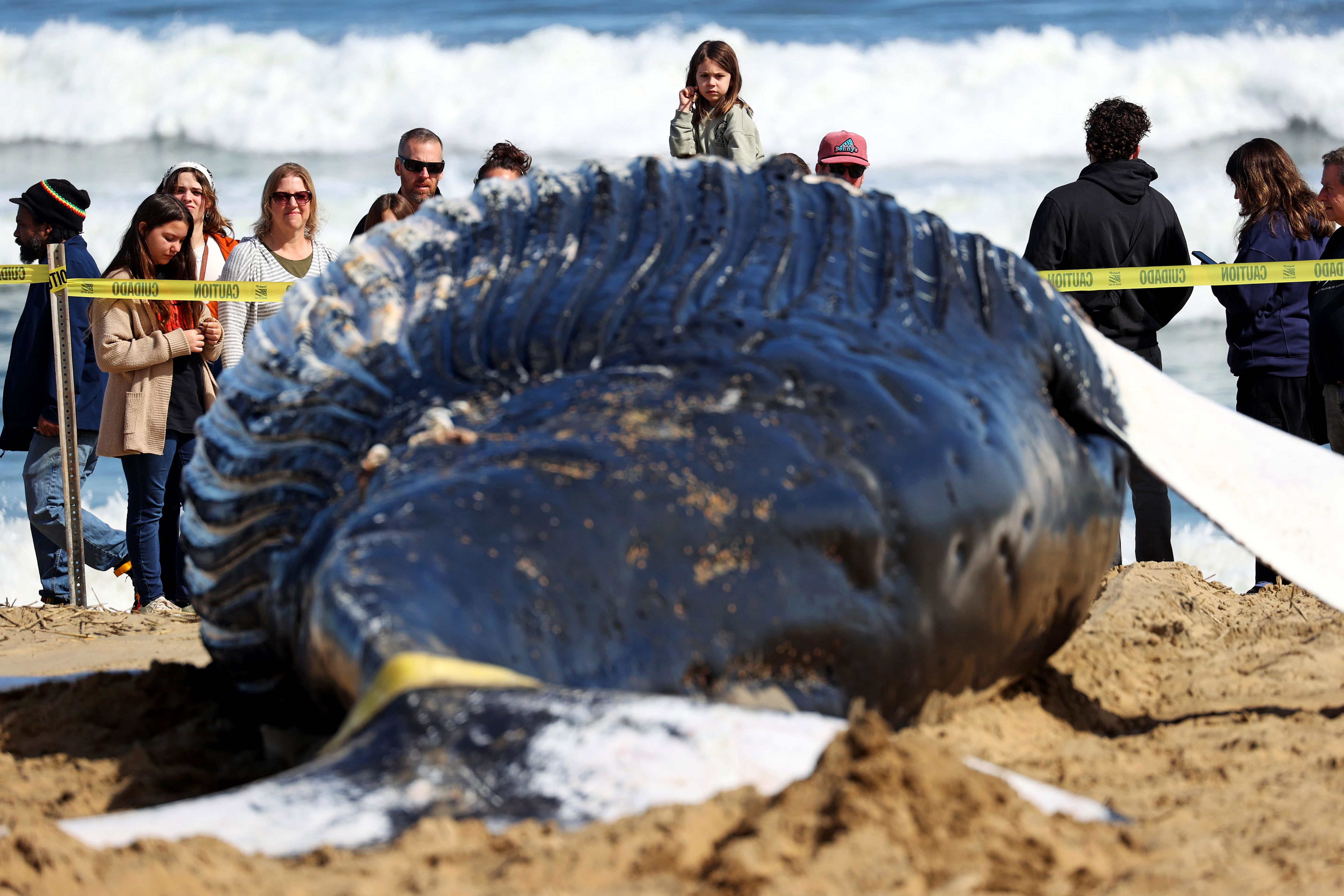 Photos Show Humpback Whale Washed Up On Virginia Beach: Officials To ...