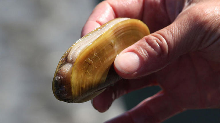 Razor clamming closed on Central Oregon Coast due to high levels of