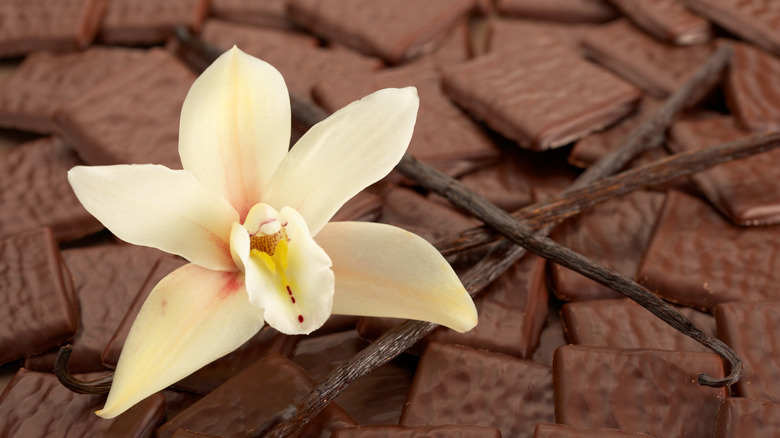 The Stunning Orchid That Produces Vanilla Beans (& Plant Care Mistakes ...