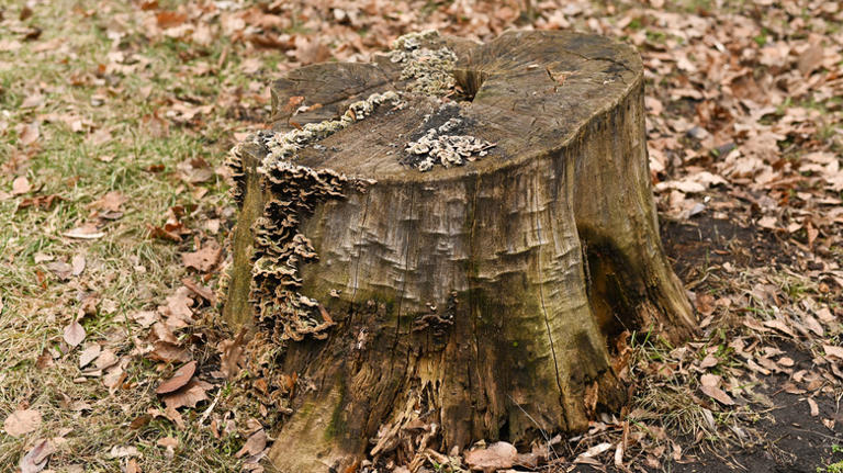 How To Identify The Tree Stumps In Your Yard To Be Hollowed Out