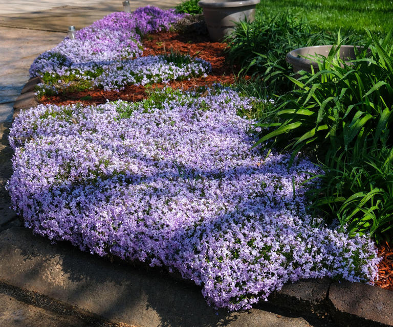 How To Grow Phlox – Expert Tips For Happy Plants And Long-lasting Flowers