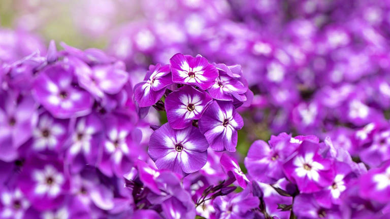 How To Grow Phlox – Expert Tips For Happy Plants And Long-lasting Flowers