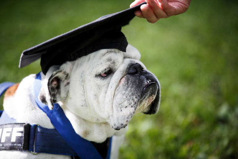 Drake University mourns death of first official live mascot, Griff I