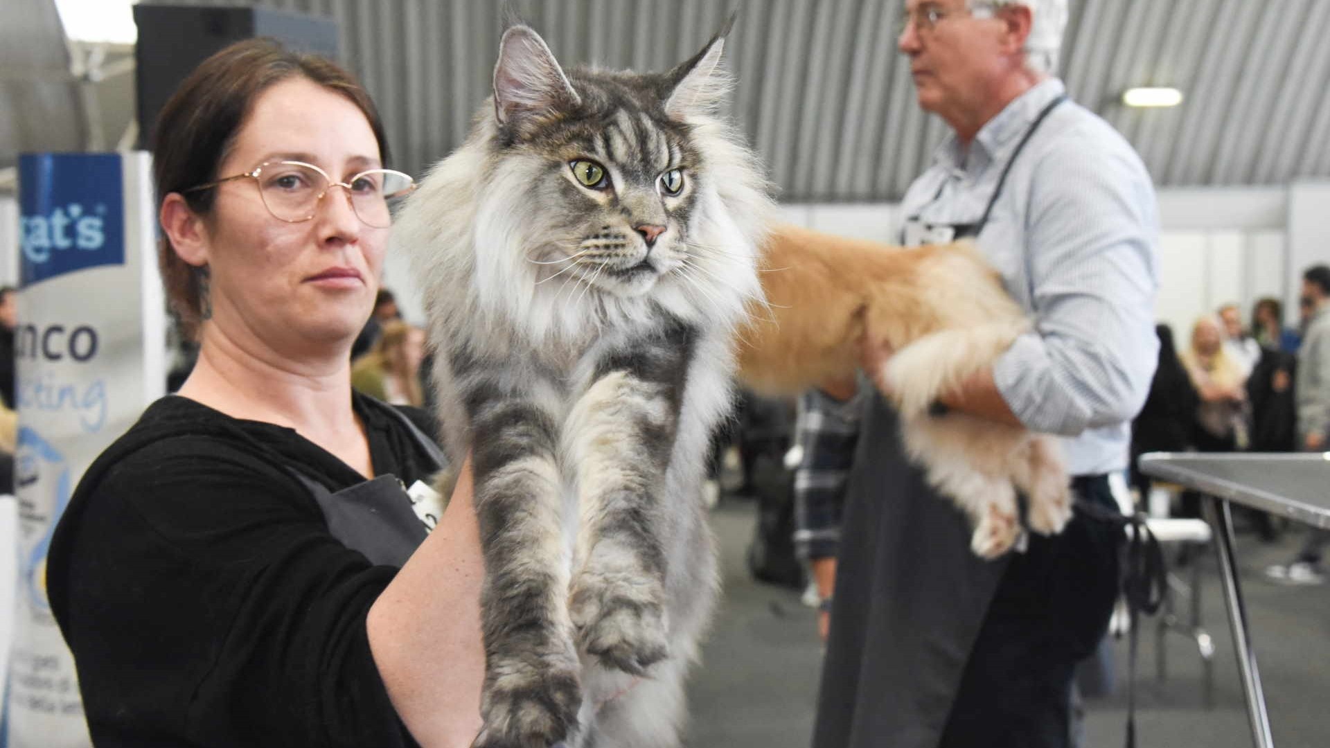 International Cat Show 2024, tutti i gatti premiati: bellezza ed ...