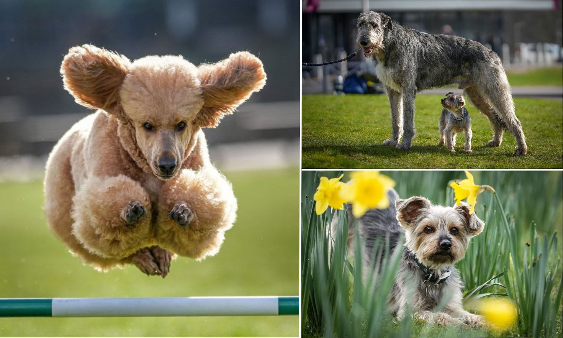 First look at 2024 Crufts sees a stylish poodle complete a magnificent