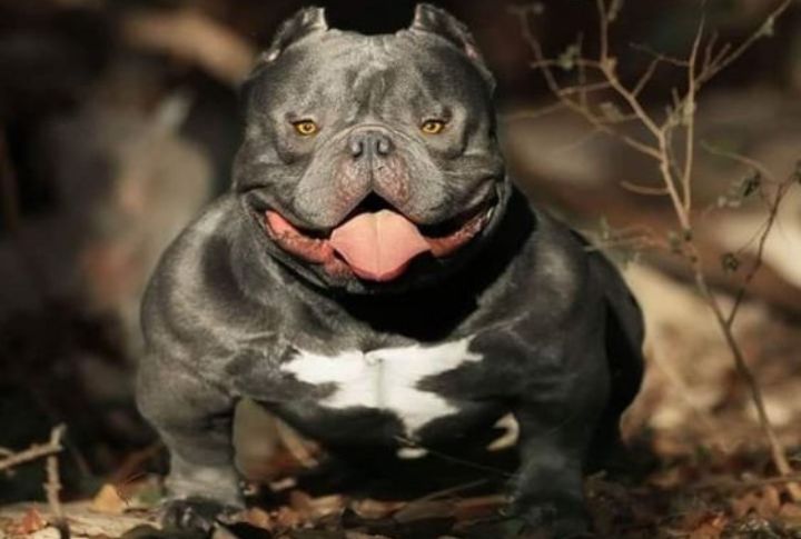 The 12 Types Of Pit Bull Dogs You Can Own