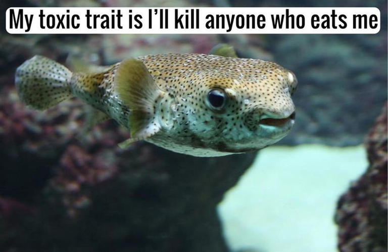 Fish Memes That Will Have You Reeling With Laughter