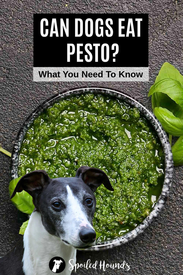 Can Dogs Eat Pesto? What You Need To Know