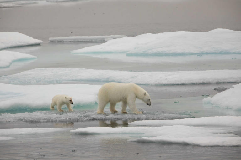 Arctic Ocean To Become 'Ice-Free' in Matter of Years